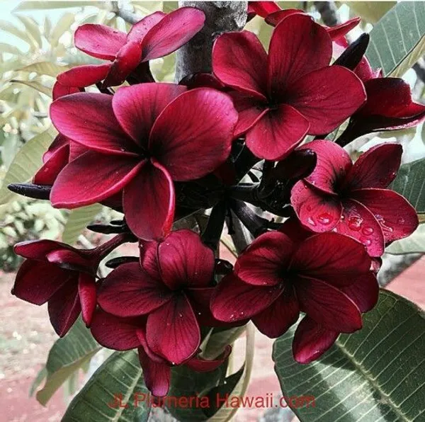 Plumeria_Dark_Red_Flower_Plant__(Pack_Of_1)