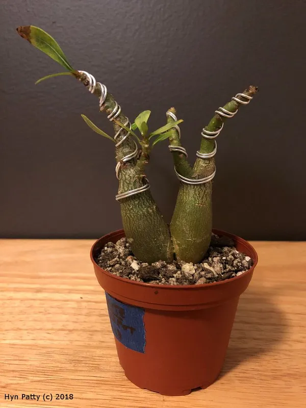 Rosey_Verity_Grafting_Adenium_Plant_(1.5-3_Feet_Height_Pack_Of_1)