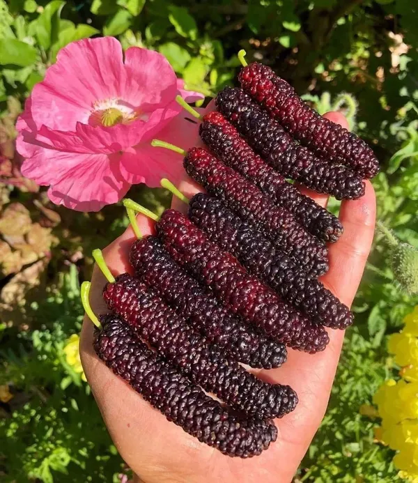 Hybrid_Long_Mulberry_Fruit_Plant_(Pack_Of_1)