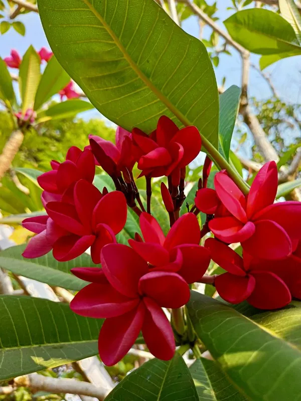 Plumeria_Red_Flower_Plant_(1.5-2_Feet_Height_Pack_Of_1)