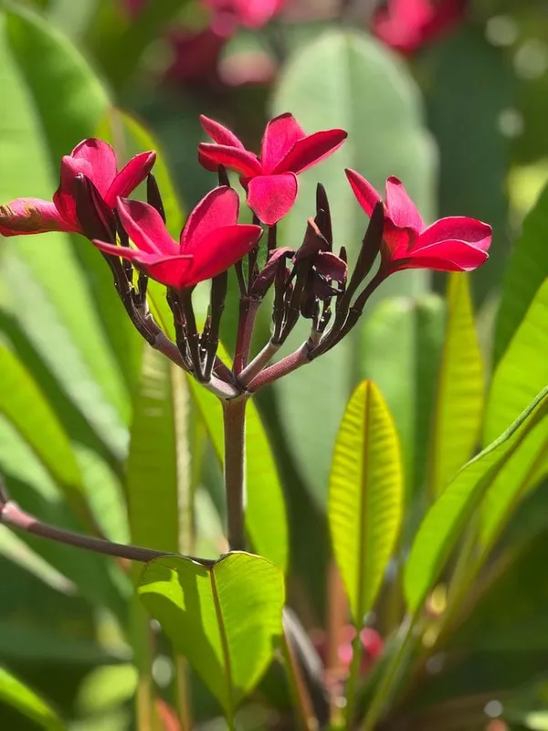 Plumeria_Red_Flower_Plant_(1.5-2_Feet_Height_Pack_Of_1)