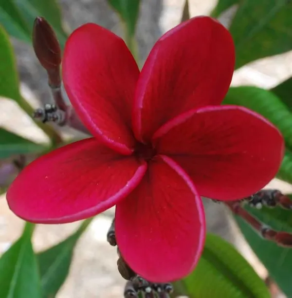 Plumeria_Red_Flower_Plant_(1.5-2_Feet_Height_Pack_Of_1)