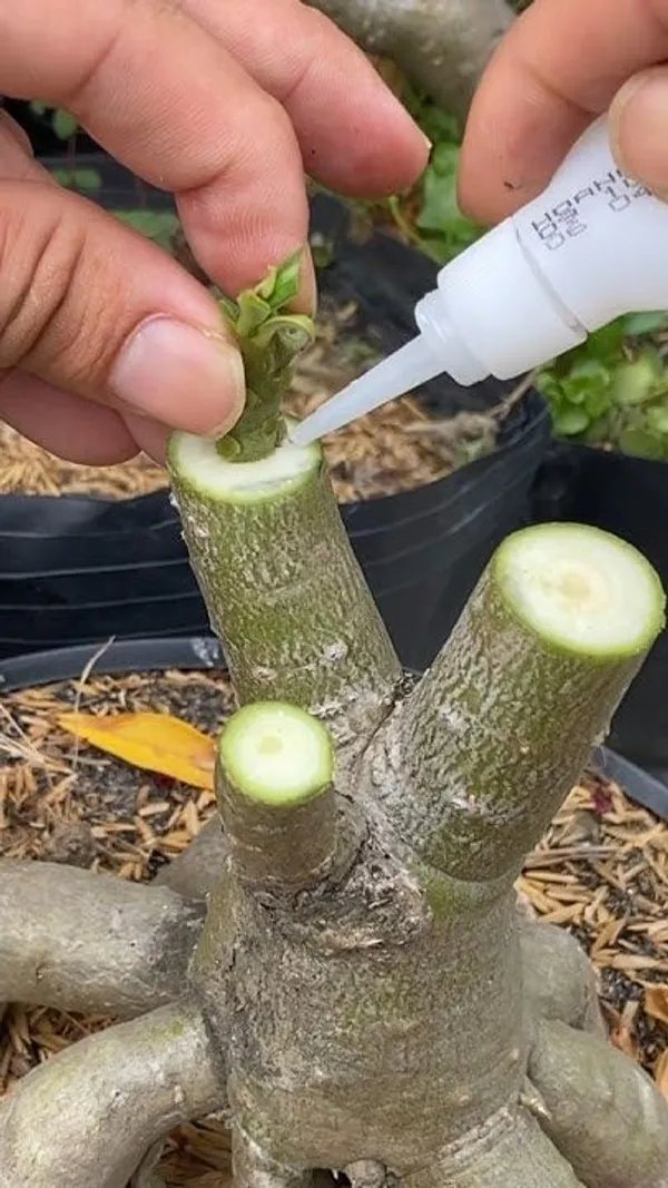 Hybrid_Rosey_Verity_Grafting_Adenium_Plant_(1.5-3_Feet_Height_Pack_Of_1)