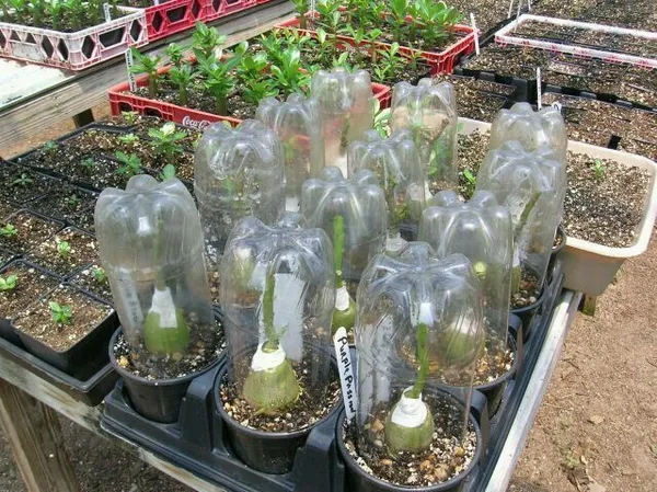 Hybrid_Rosey_Verity_Grafting_Adenium_Plant_(1.5-3_Feet_Height_Pack_Of_1)