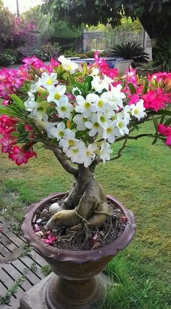 Adenium_combo_pack_of_2_(_pink_and_white_bloom_and_yellow_gaze)