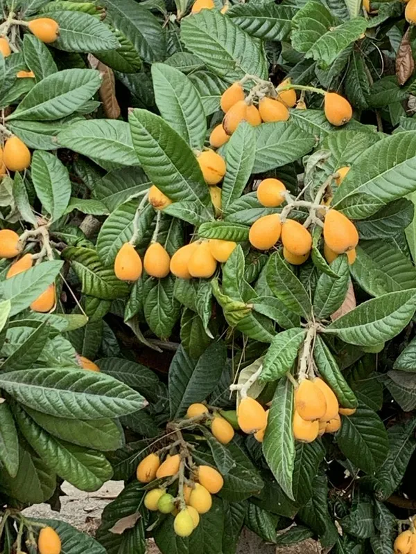 Loquat_Fruit_Plant__(Pack_Of_1)