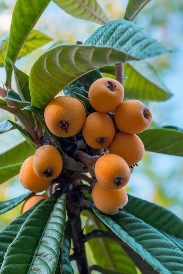 Loquat_Fruit_Plant__(Pack_Of_1)