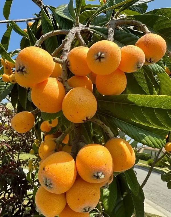 Loquat_Fruit_Plant__(Pack_Of_1)