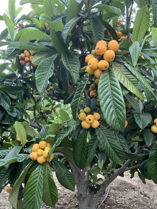 Loquat_Fruit_Plant__(Pack_Of_1)