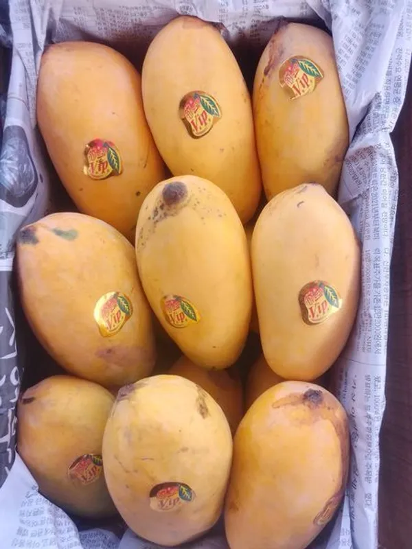 Hybrid_Noorjahan_Mango_Grafting_Plant_(1.5-2_Feet_Height_Pack_Of_1)