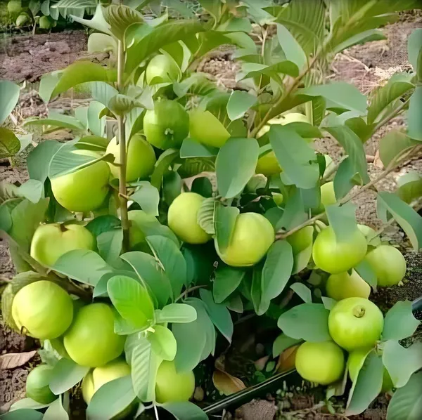 Allahabad_Guava_Plant_(1.5-3_Feet_Height_Pack_Of_1)
