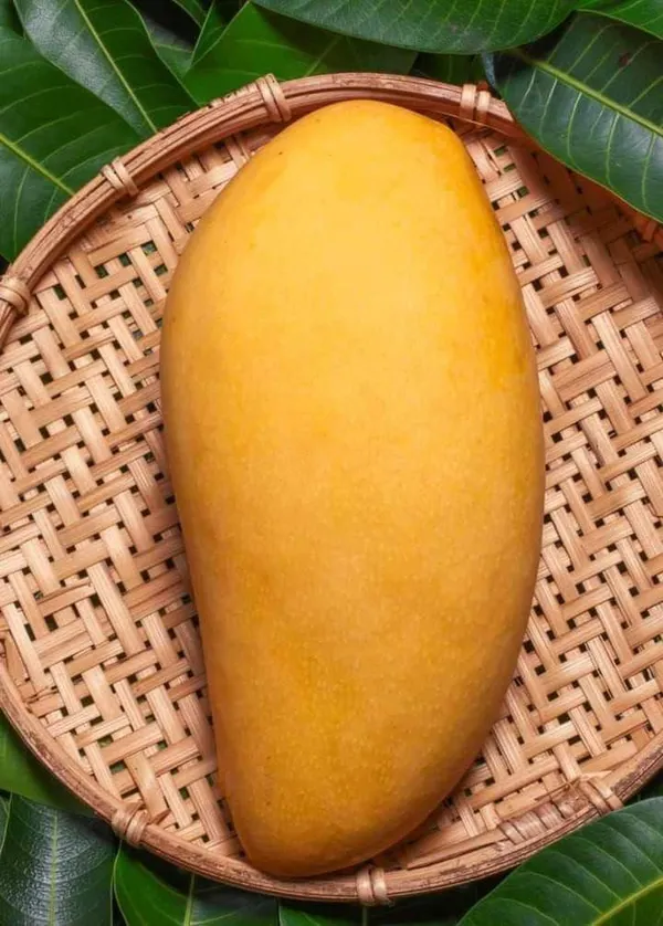 Hybrid_Brunei_King_Mango_Grafting_Plant__(Pack_Of_1)