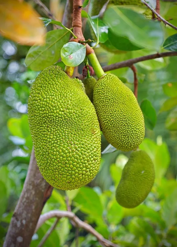 Thai_All_Time_Jackfruit_Grafting_Plant_(Pack_Of_1)