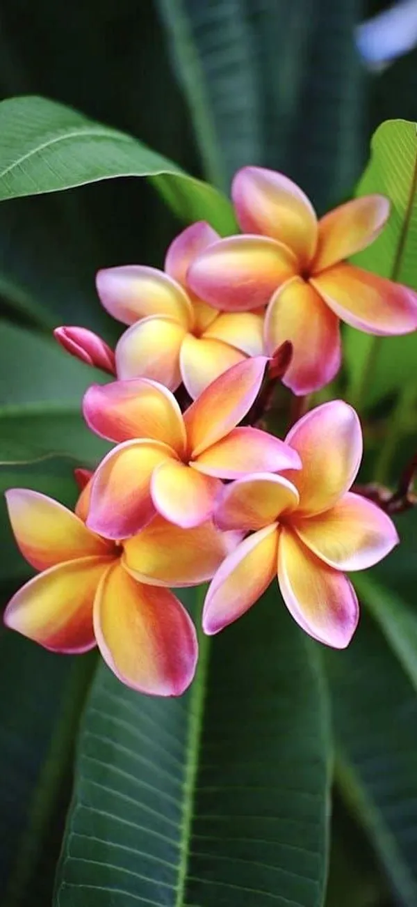 Plumeria_Flower_Plant_(1.5-2_Feet_Height_Pack_Of_1)