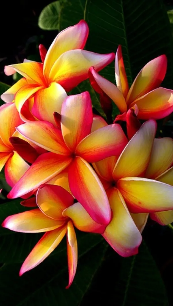 Plumeria_Flower_Plant_(1.5-2_Feet_Height_Pack_Of_1)