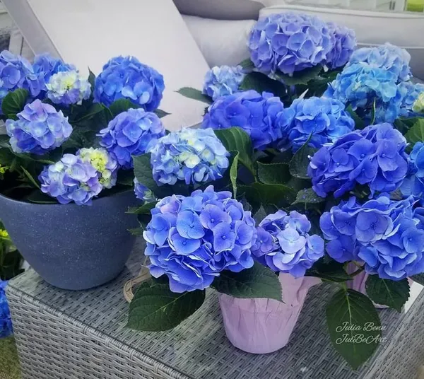 Hydrangea_Flower_Plant_(1.5-2_Feet_Height_Pack_Of_1)