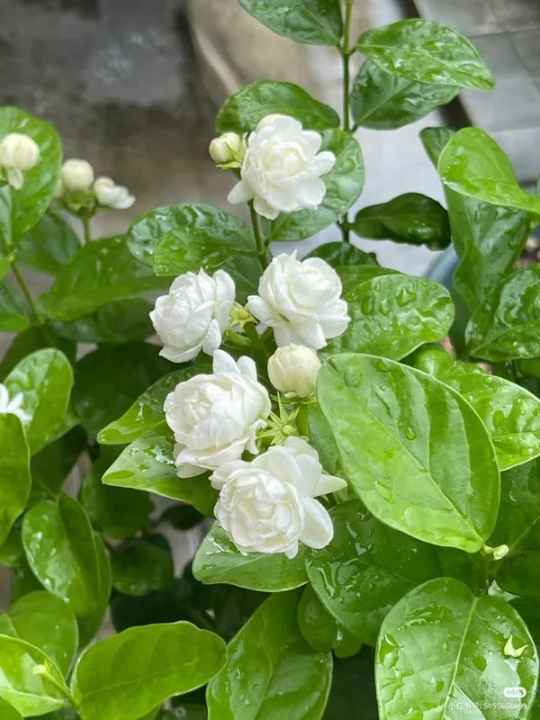 Arabian_Jasmine_(Bell_Ful)_Pack_Of_1
