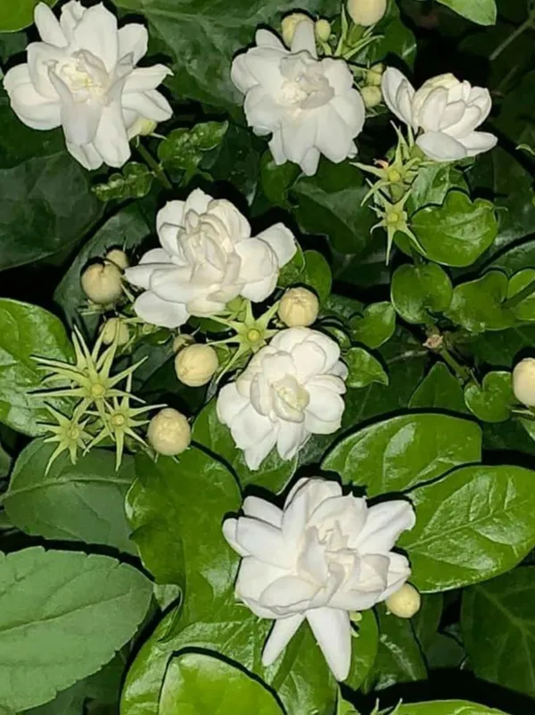 Arabian_Jasmine_(Bell_Ful)_Pack_Of_1