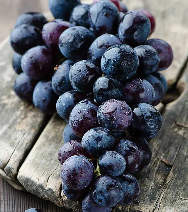 Black_Grapes__Hybrid_Plant_I_Premium_Quality_(1.5-2_Feet_Height_Pack_Of_1)