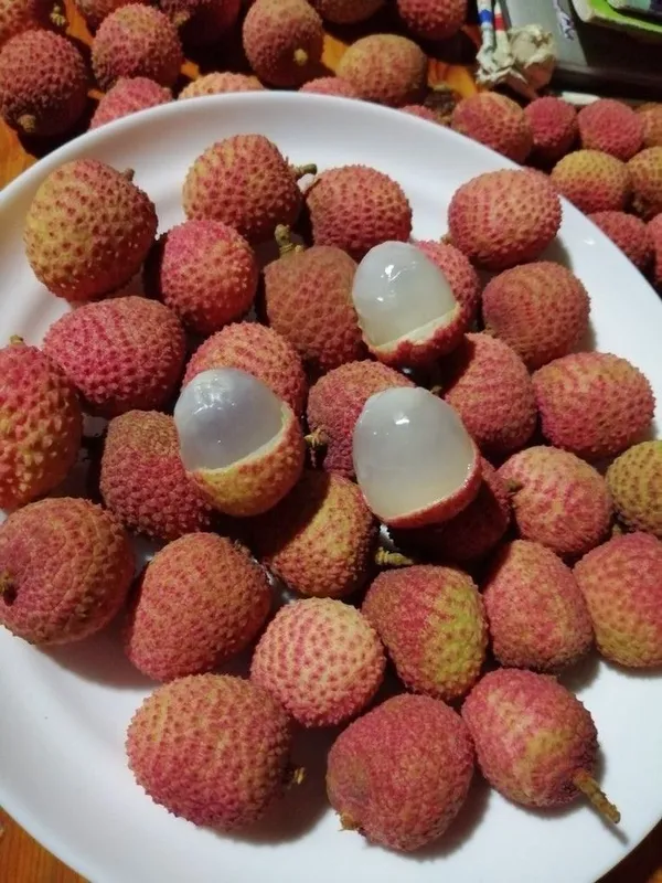 Muzaffarpur_Shahi_Litchi_Fruit_Plant_(Pack_Of_1)