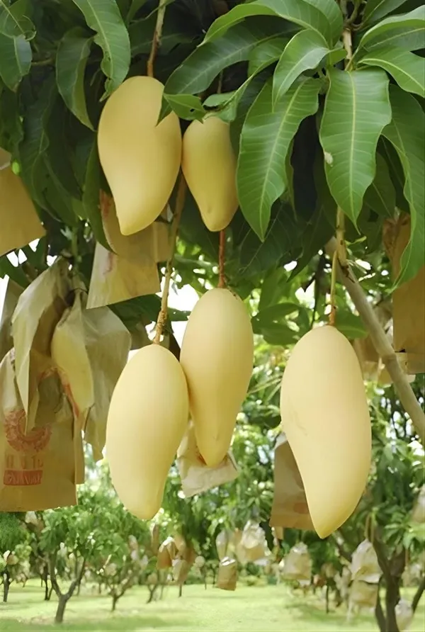 Hybrid_Honeydew_Mango_Grafting_Plant_(Pack_Of_1)