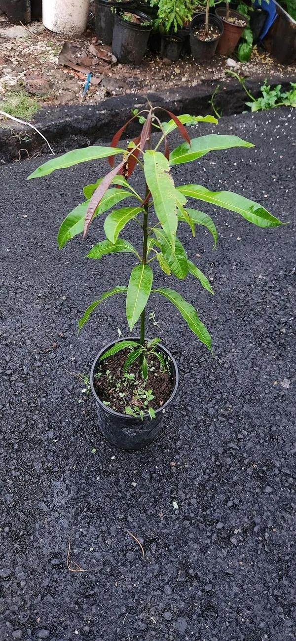 Hybrid_Honeydew_Mango_Grafting_Plant_(Pack_Of_1)