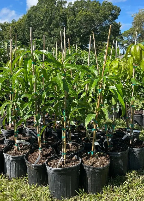 Hybrid_Honeydew_Mango_Grafting_Plant_(Pack_Of_1)