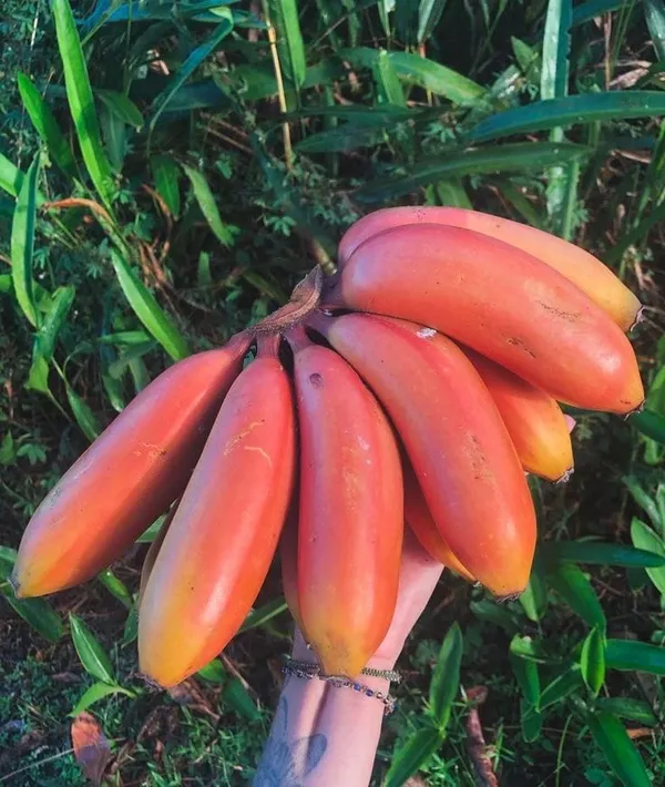 Tissus_Culture_Red_Banana_g_G9_Plant_(Pack_Of_1)