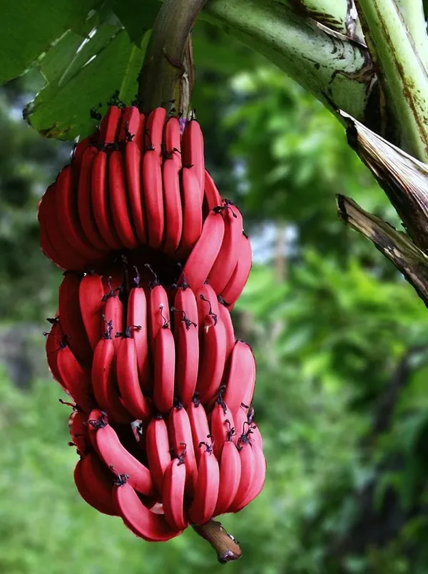Tissus_Culture_Red_Banana_g_G9_Plant_(Pack_Of_1)