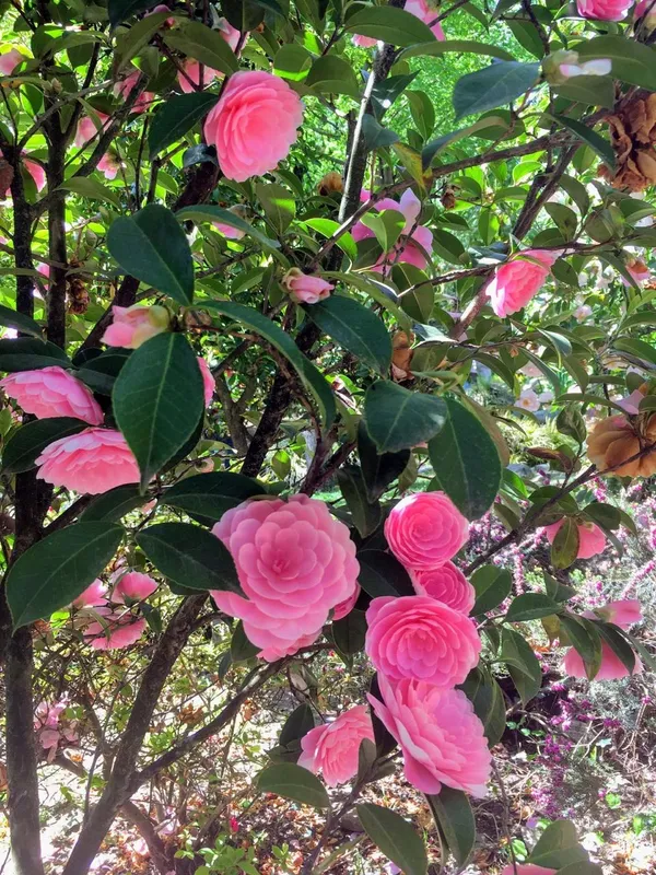 Camellia_Flower_Plant_(1.5-3_Feet_Height_Pack_Of_1)