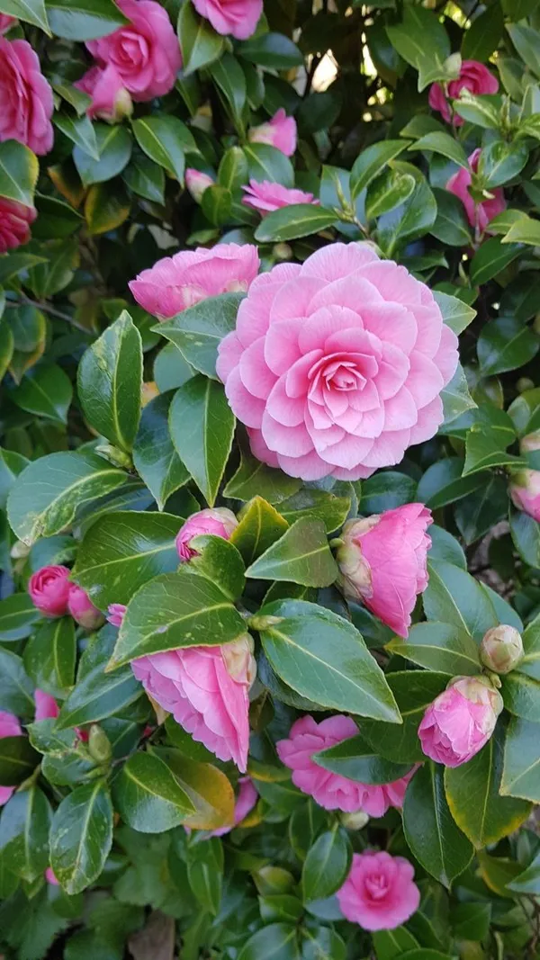 Camellia_Flower_Plant_(1.5-3_Feet_Height_Pack_Of_1)