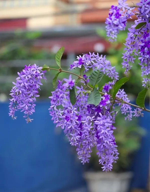 Petrea_Volubilis(_Neel_Monilata)Creepers_Pack_Of_1