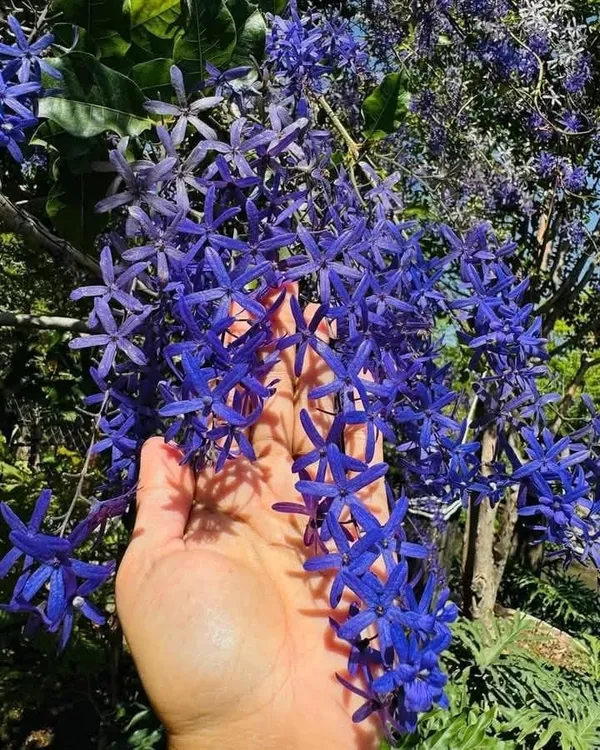 Petrea_Volubilis(_Neel_Monilata)Creepers_Pack_Of_1