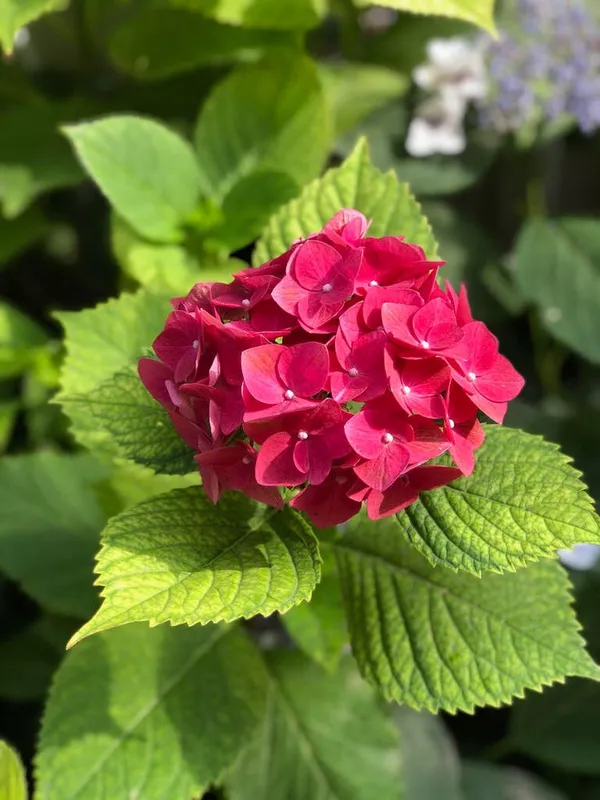 Hydrangea_Flower_Plant_Red_Colour_(Pack_Of_1)