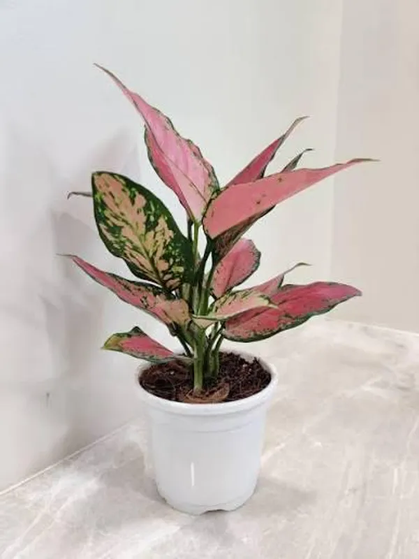 Aglaonema_Red_|_Indoor_Plant_(1.5-3_Feet_Height_Pack_Of_1)