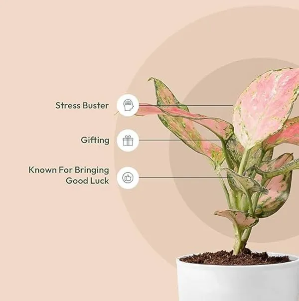 Aglaonema_Red_|_Indoor_Plant_(1.5-3_Feet_Height_Pack_Of_1)