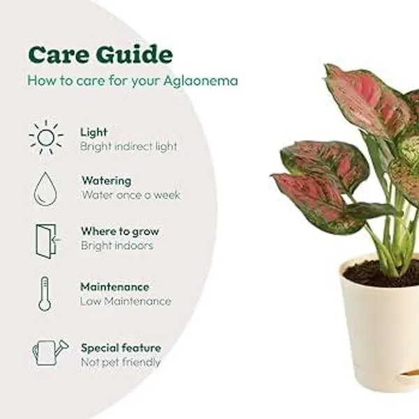 Aglaonema_Red_|_Indoor_Plant_(1.5-3_Feet_Height_Pack_Of_1)