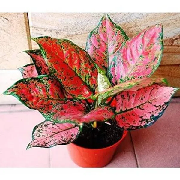 Aglaonema_Red_|_Indoor_Plant_(1.5-3_Feet_Height_Pack_Of_1)