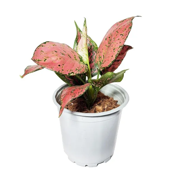 Aglaonema_Red_|_Indoor_Plant_(1.5-3_Feet_Height_Pack_Of_1)
