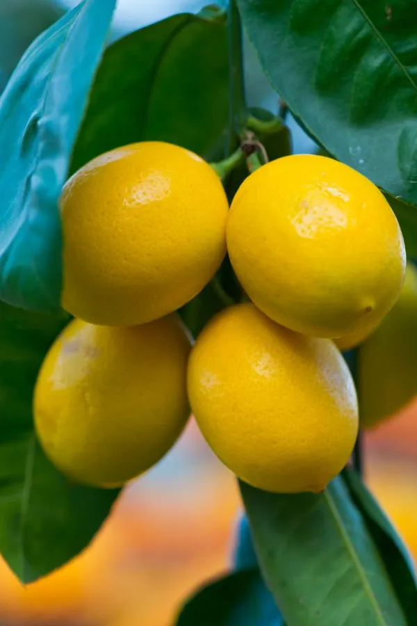 Hybrid_Thai_Meyer_Lemon_Plant_|_Grafting_Plant_(Pack_Of_1)