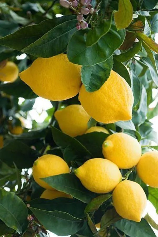 Hybrid_Thai_Meyer_Lemon_Plant_|_Grafting_Plant_(Pack_Of_1)