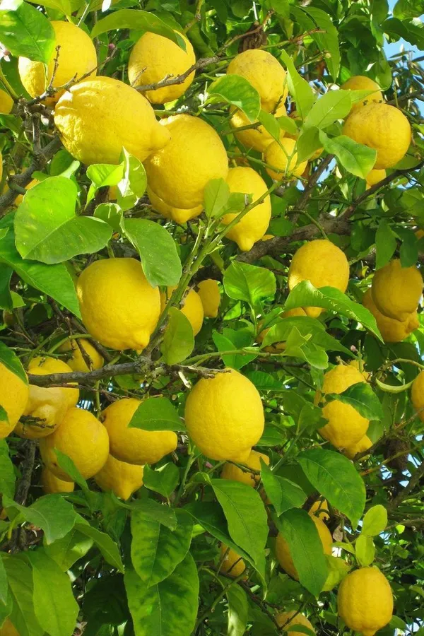 Hybrid_Thai_Meyer_Lemon_Plant_|_Grafting_Plant_(Pack_Of_1)