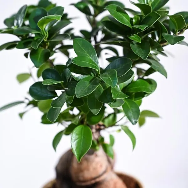 Ficus_Benjamina_Blackie_Indoor_Plant_For_Home
