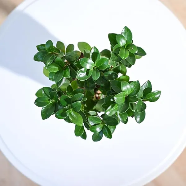 Ficus_Benjamina_Blackie_Indoor_Plant_For_Home