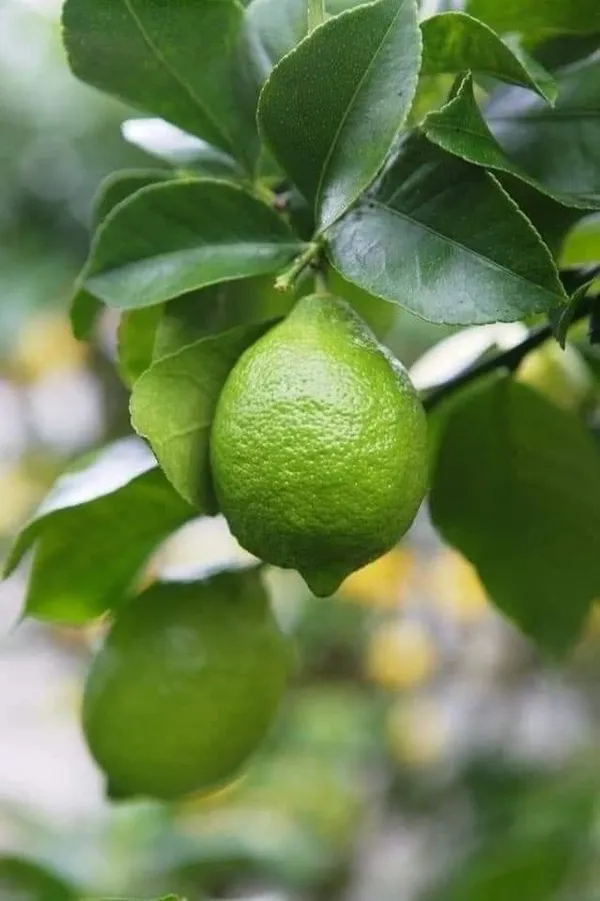 Seedless_Lemon_Plant_(Pack_Of_1)
