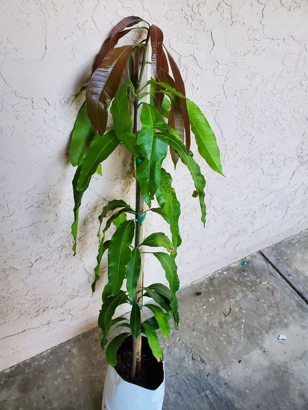 Hybrid_Thai_Banana_Mango_Grafting_Plant_(Pack_Of_1)