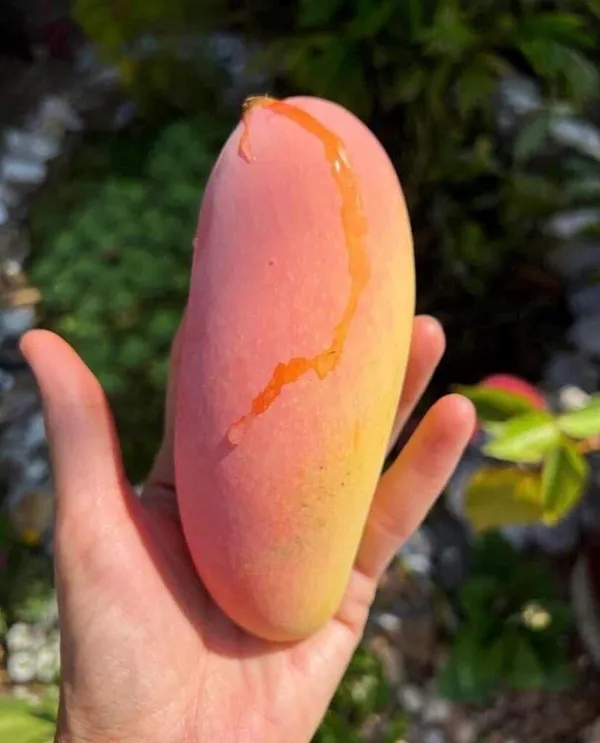 Hybrid_Thai_Banana_Mango_Grafting_Plant_(Pack_Of_1)