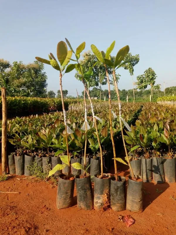 Hybrid_Cashew_Fruit_|_Grafted_Plant__(Pack_Of_1)