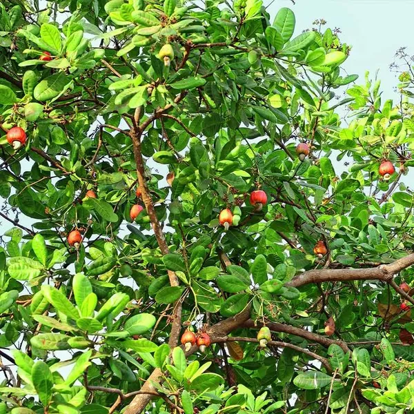 Hybrid_Cashew_Fruit_|_Grafted_Plant__(Pack_Of_1)