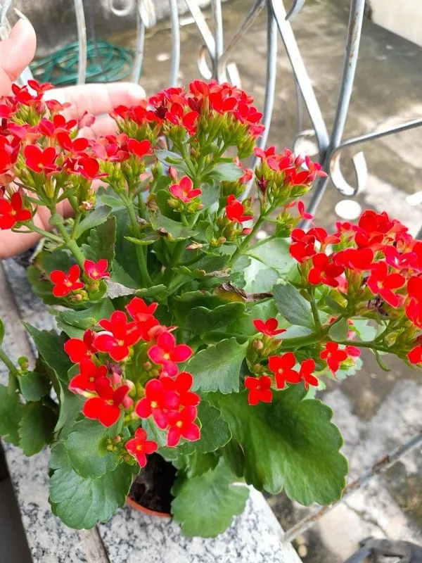 Kalanchoe_Red_|_Flower_Plant_(1.5-3_Feet_Height_Pack_Of_1)